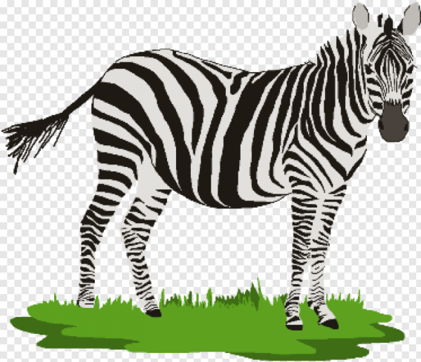 Зебра рисунок для детей