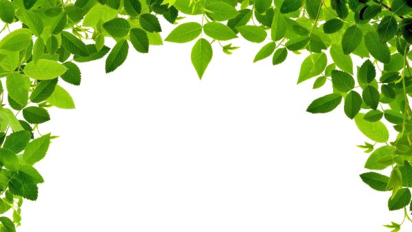 Рамка зелень