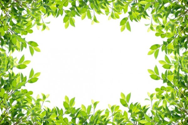 Листья деревьев рамка