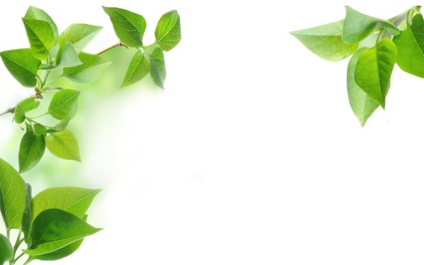 Рамка листья