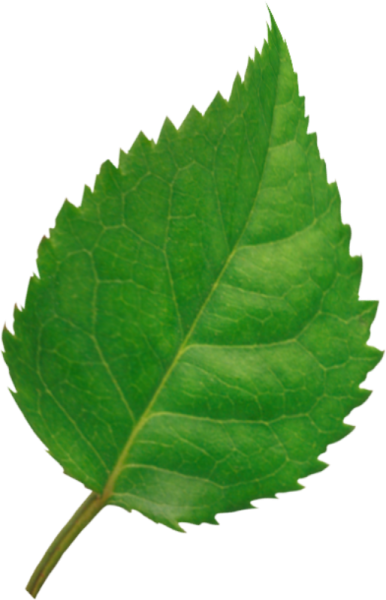 Листья розы