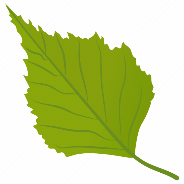 Березовый лист вектор