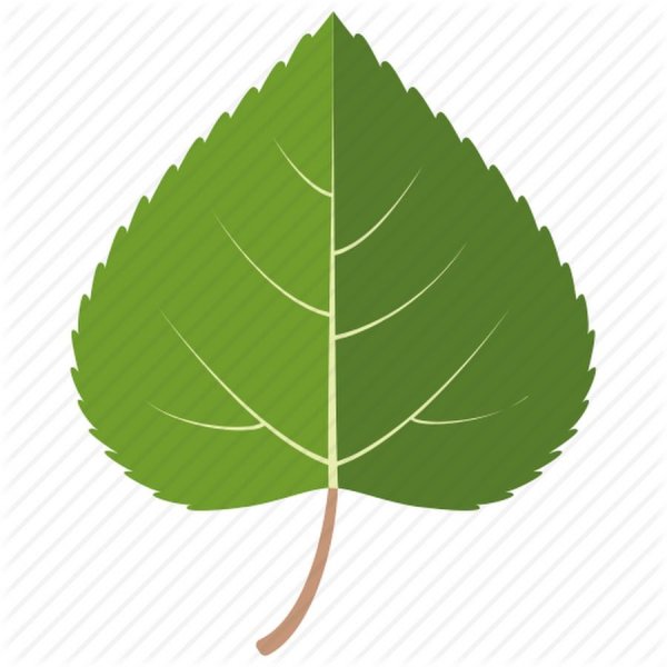 Березовый лист вектор