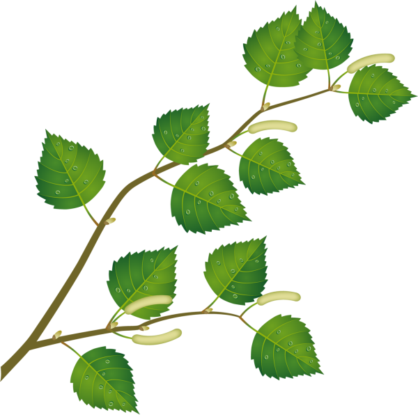 Веточка лиственного дерева береза