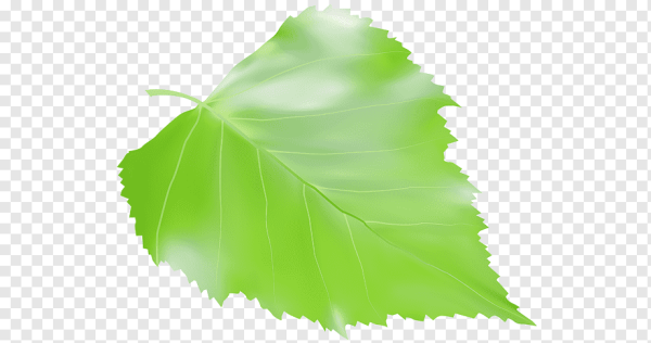Листочки на прозрачном фоне