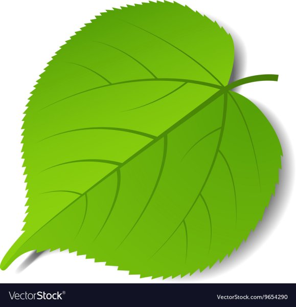 Березовые листики зеленые