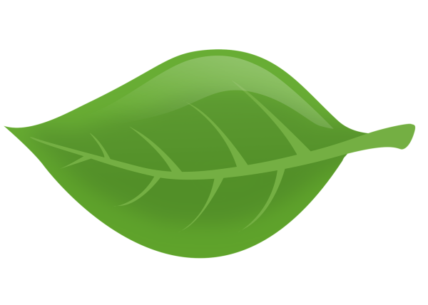 Зеленый лист дерева