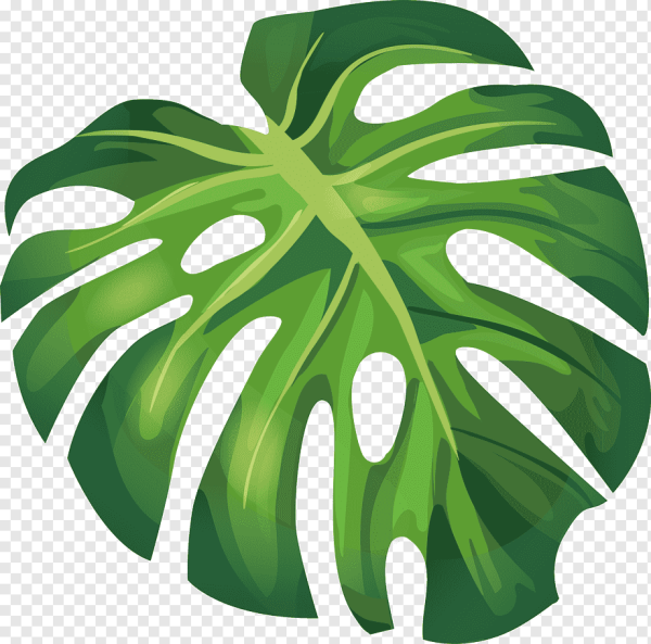 Листья Monstera вектор