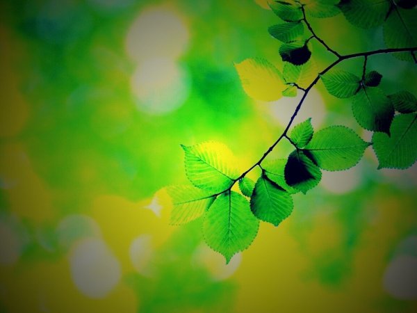 Ветка дерева с листьями