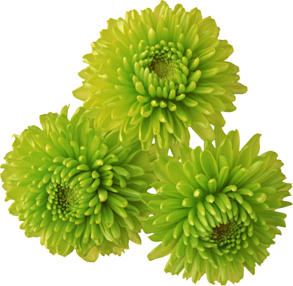 Цветы хризантемы зеленые