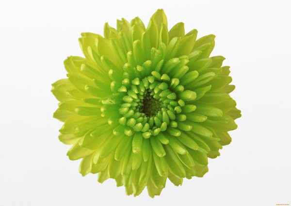 Хризантема Голден Грин
