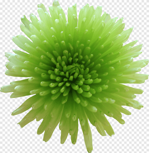 Зеленые хризантемы