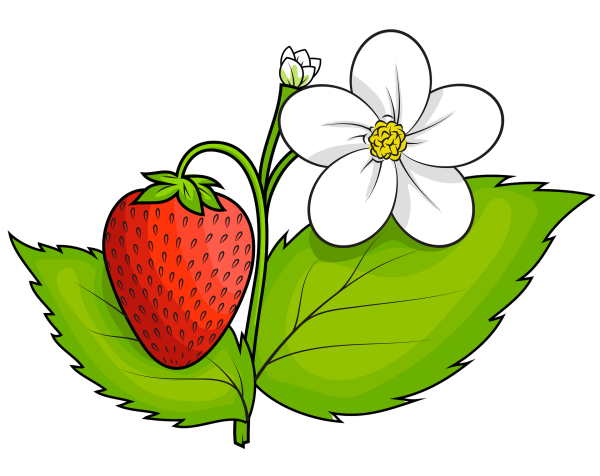Земляника рисунок