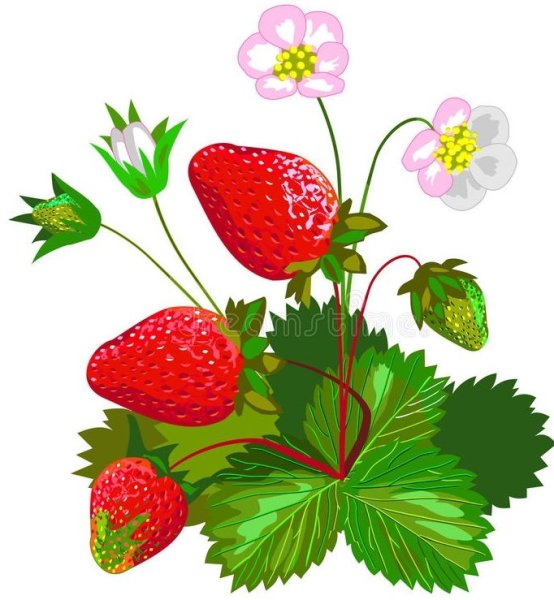 Кустик клубники детям