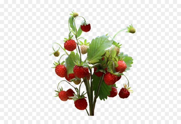 Куст клубники на белом фоне