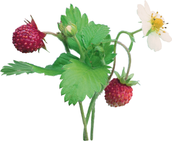 Ягоды земляники на прозрачном фоне
