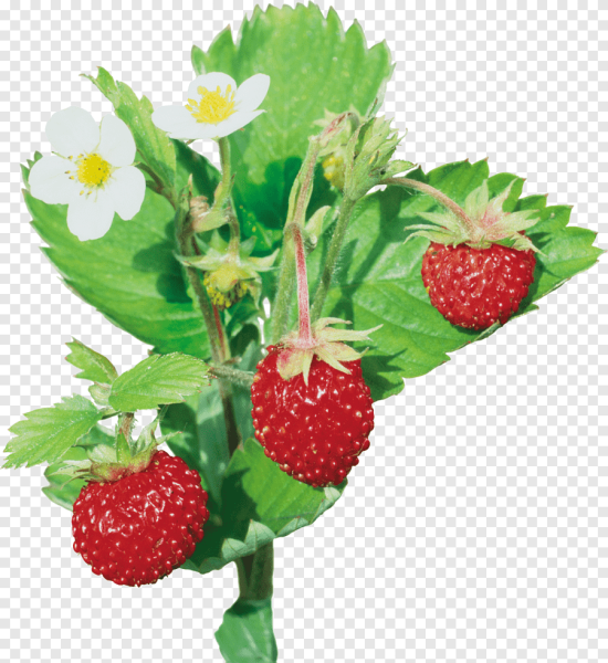 Отдушка Лесная земляника