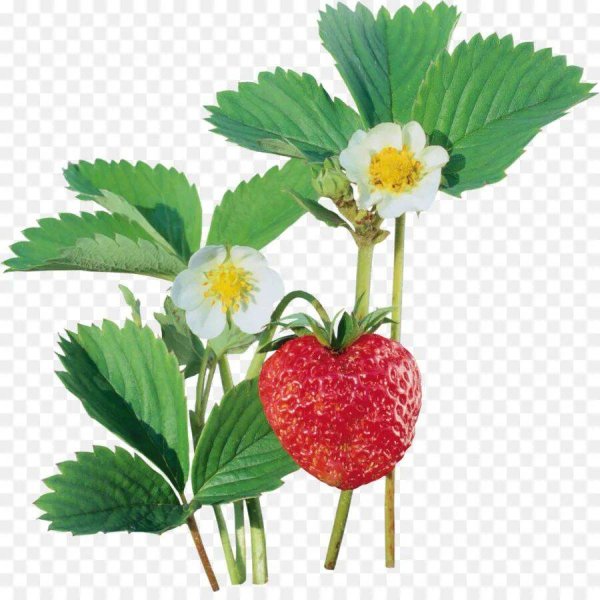 Клубника на ветке