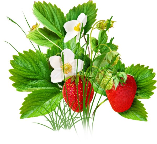 Клубника Садовая