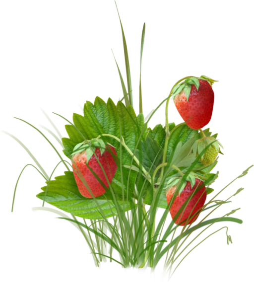 Клубника на прозрачном фоне