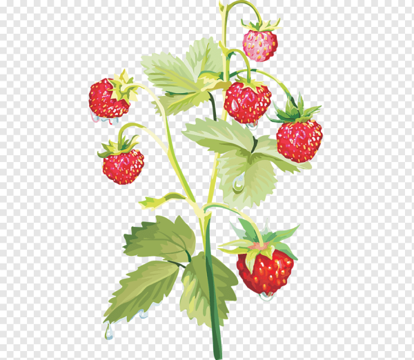 Земляника на прозрачном фоне