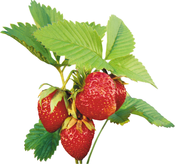 Клубника на веточке