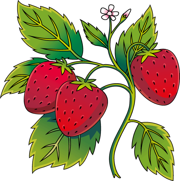 Ягоды рисунок