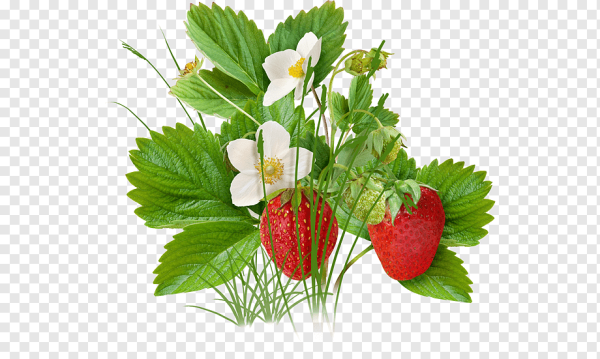 Земляника на прозрачном фоне