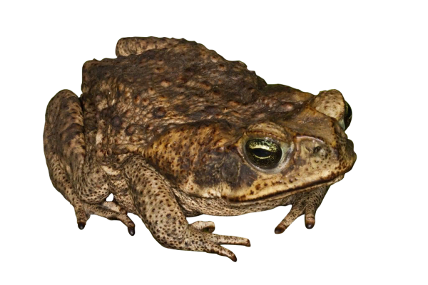Лягушка без фона