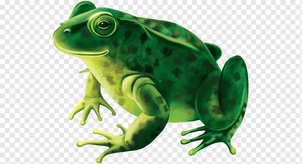 Лягушка без заднего фона