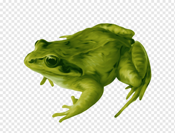 Зеленая лягушка на белом фоне