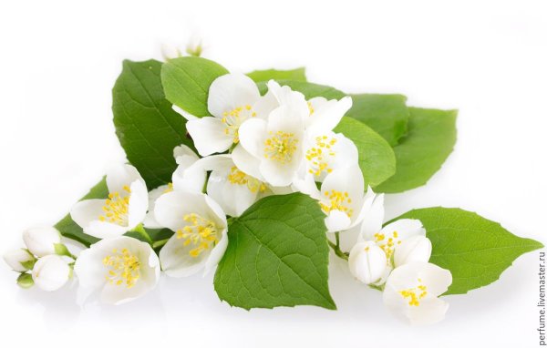 Жасмин на белом фоне