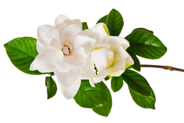 Жасмин цветы