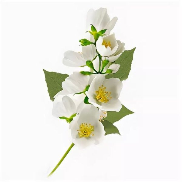 Чубушник Коронариус