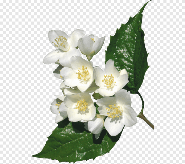 Жасмин цветет