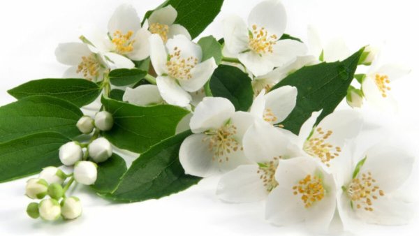 Жасмин на белом фоне