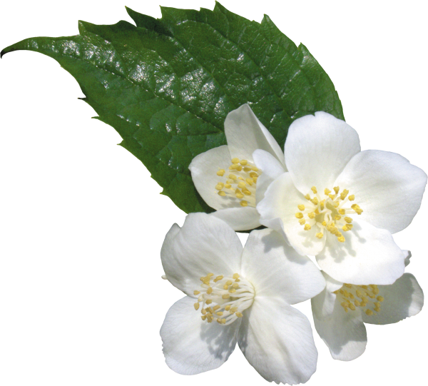 Цветок жасмина на прозрачном фоне