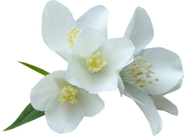 Жасмин на белом фоне