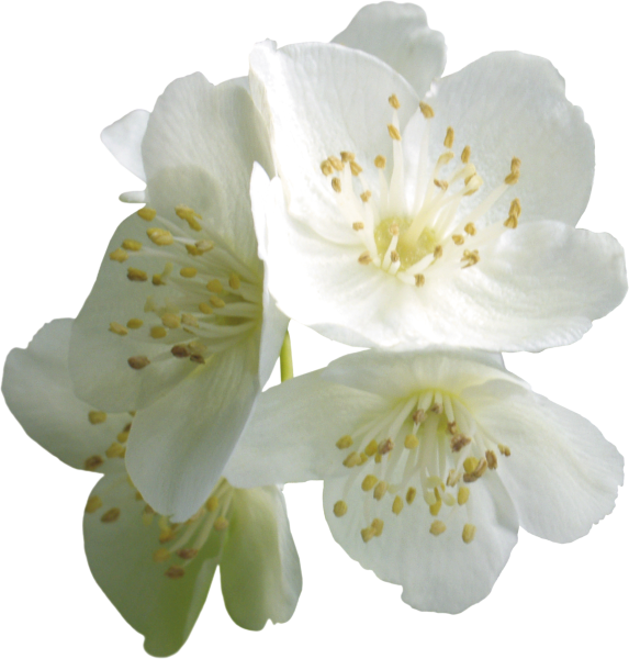 Жасмин и Яблоневый цвет