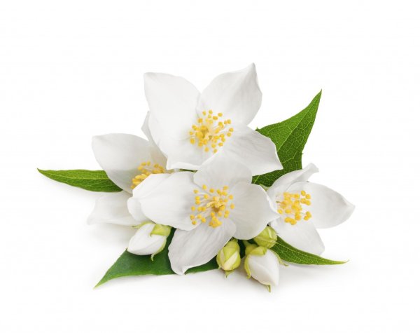 Чубушник Коронариус