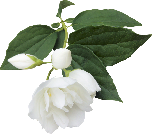 Жасмин кустарник веточка