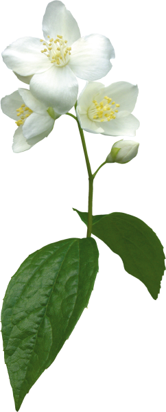 Чубушник Яблоневый цвет