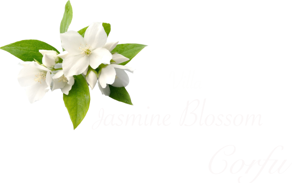 Жасмин на белом фоне