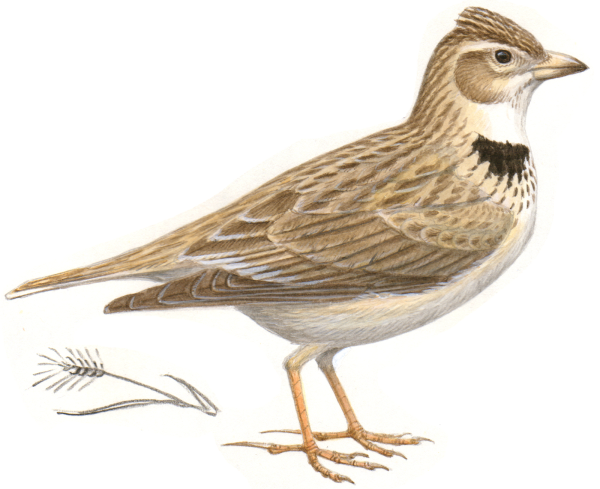 Жаворонок на белом фоне