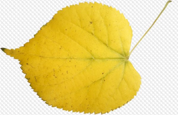 Лист березы желтый