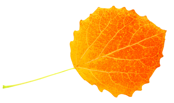 Лист осины на белом фоне