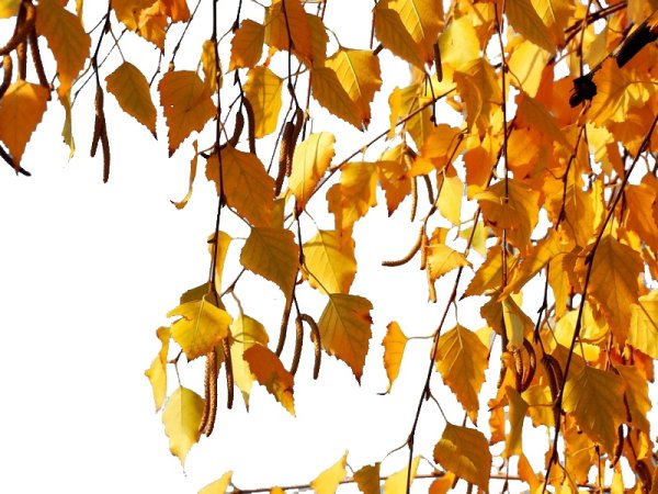 Ветка с желтыми листьями