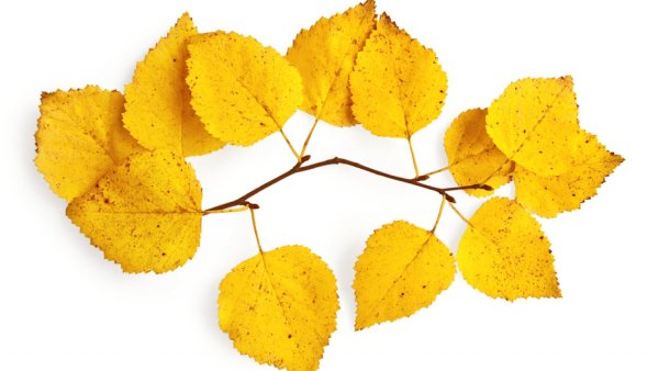 Осенние листья березы на белом фоне