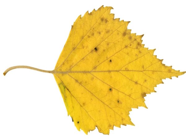 Березовый лист