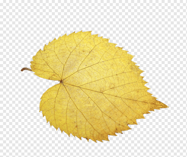 Листок липы осенью